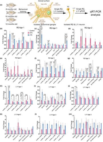 Single-neuron analysis of aging-associated changes in learning reveals impairments in transcriptional plasticity