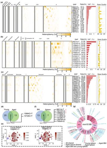 Single-cell mitochondrial sequencing reveals low-frequency mitochondrial mutations in naturally aging mice