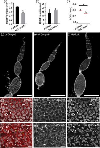 CHMP4B contributes to maintaining the follicular cells integrity in the panoistic ovary of the cockroach Blattella germanica