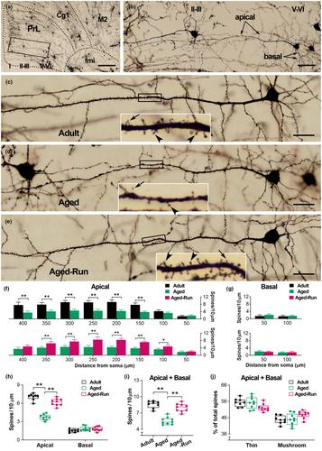 TAF15 downregulation contributes to the benefits of physical training on dendritic spines and working memory in aged mice