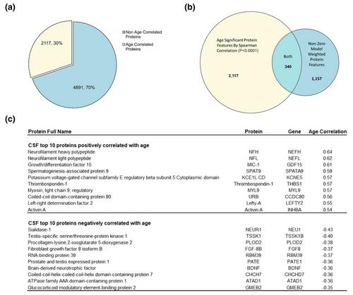 An interpretable machine learning-based cerebrospinal fluid proteomics clock for predicting age reveals novel insights into brain aging