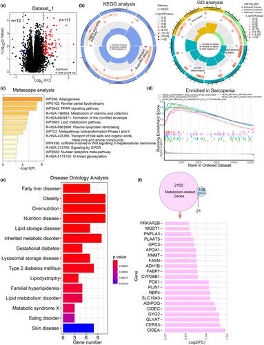 Identification of nicotinamide N-methyltransferase as a promising therapeutic target for sarcopenia