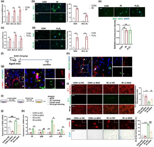 A novel senolytic drug for pulmonary fibrosis: BTSA1 targets apoptosis of senescent myofibroblasts by activating BAX