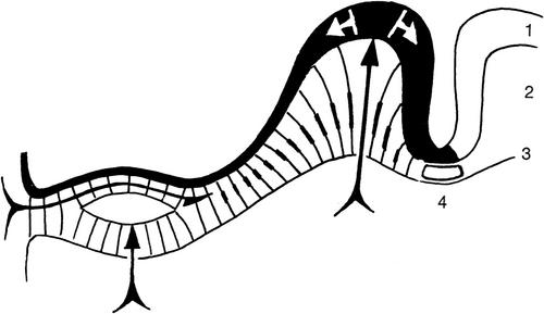 The conceptus and its parts: ontogenetic recapitulation in early human development