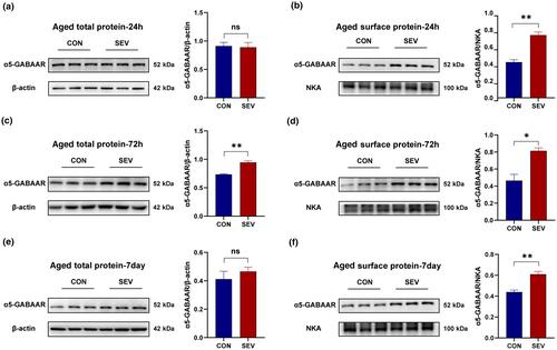 Sevoflurane-induced overexpression of extrasynaptic α5-GABAAR via the RhoA/ROCK2 pathway impairs cognitive function in aged mice