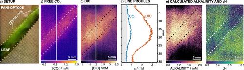 In Situ pH Modulation for Enhanced Chemical Sensing: Strategies and Applications