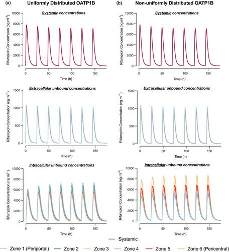 Hepatic OATP1B zonal distribution: Implications for rifampicin-mediated drug–drug interactions explored within a PBPK framework