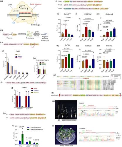 A miniature alternative to Cas9 and Cas12: Transposon-associated TnpB mediates targeted genome editing in plants