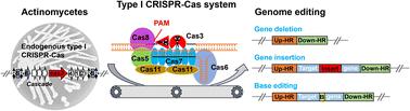 Unleashing the potential: type I CRISPR-Cas systems in actinomycetes for genome editing