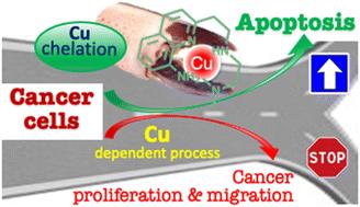 Copper selective 8-aminoquinoline based tetradentate chelators as anticancer agents