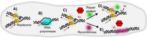 Insight into Single-Molecule Imaging Techniques for the Study of Prokaryotic Genome Maintenance