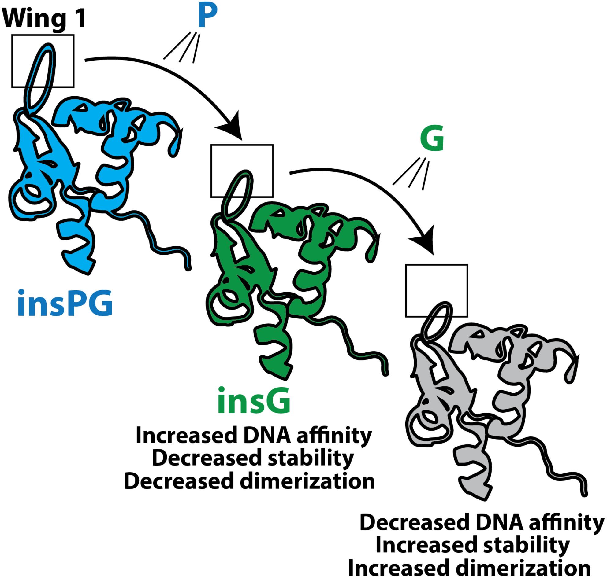 Dissecting the structural and functional consequences of the evolutionary proline–glycine deletion in the wing 1 region of the forkhead domain of human FoxP1