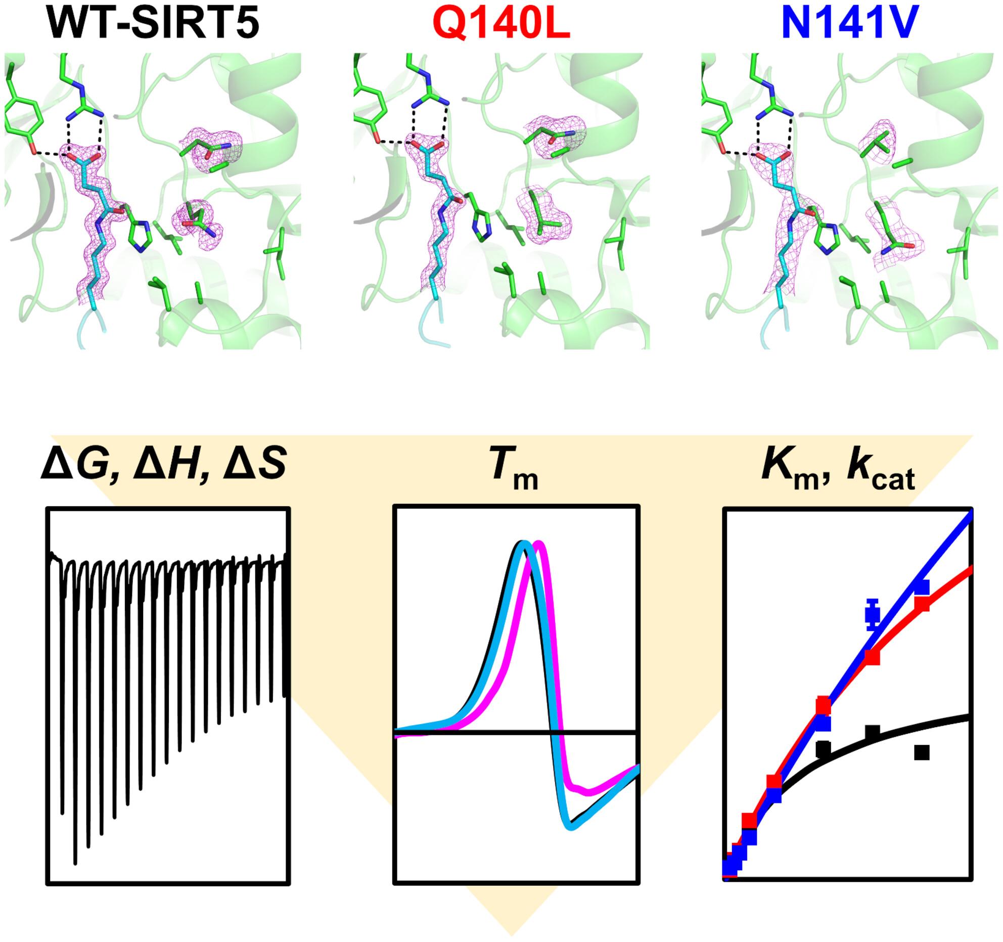 SIRT5 mutants reveal the role of conserved asparagine and glutamine residues in the NAD+-binding pocket