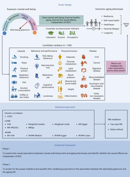 Mendelian randomization evidence for the causal effect of mental well-being on healthy aging