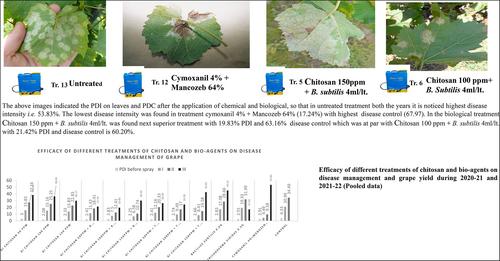 Combination of irradiated chitosan and microbial agent to reduce downy mildew on grapevine cv. Thompson seedless