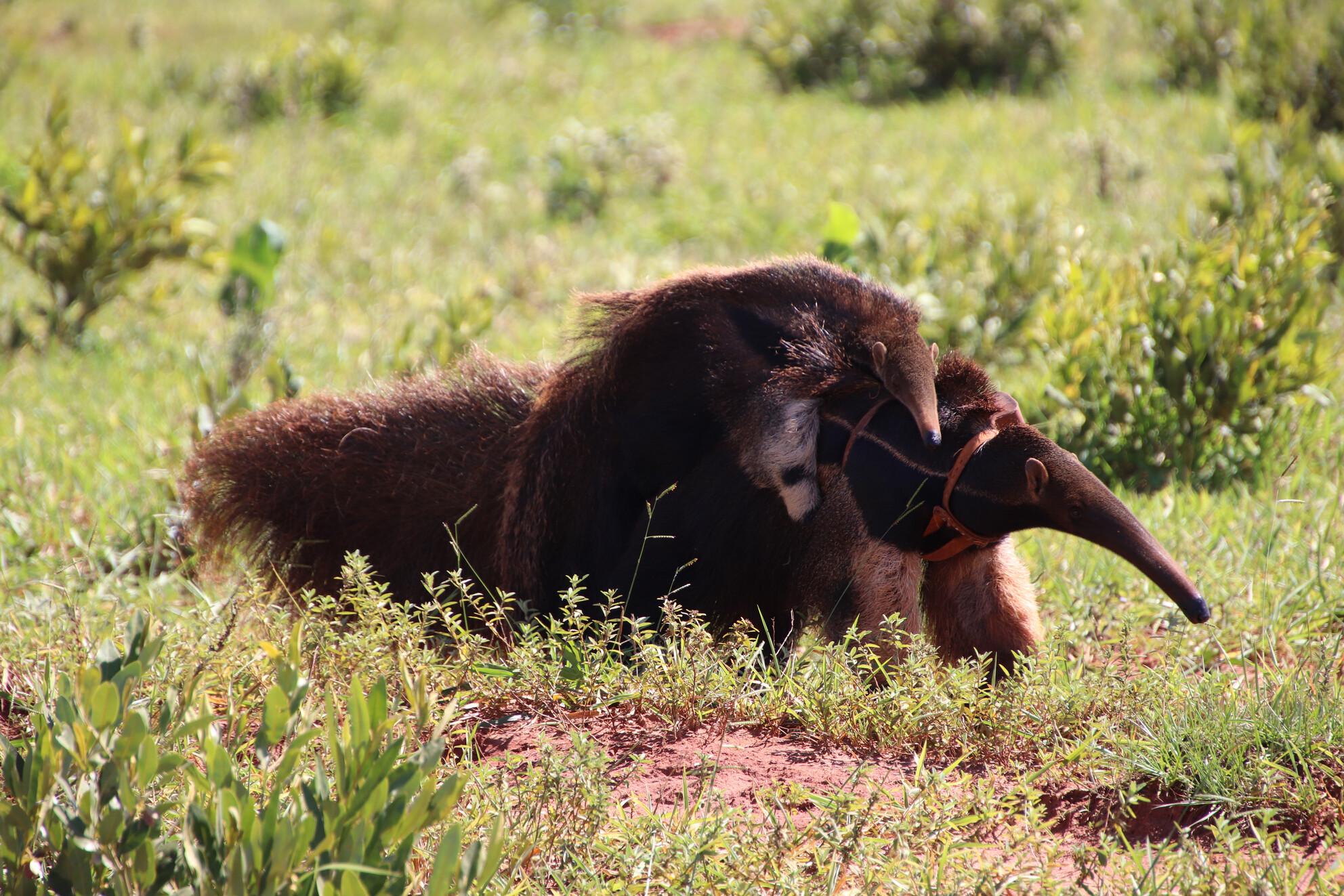 The socio-spatial ecology of giant anteaters in the Brazilian Cerrado