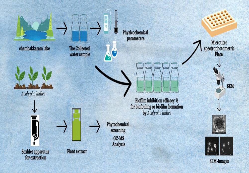 Combatting microbial biofouling network associated with Chembarambakkam Lake water using Acalypha indica derived metabolites