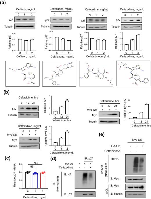 Ceftazidime is a potential drug to inhibit cell proliferation by increasing cellular p27