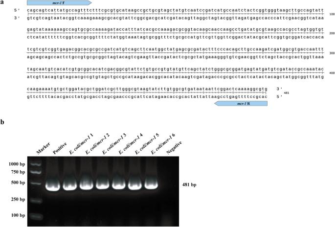 Inhibition of the ATP synthase increases sensitivity of Escherichia coli carrying mcr-1 to polymyxin B