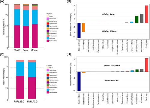 Effect of gut microbiota and PNPLA3 polymorphisms on nonalcoholic fatty liver disease in lean and obese individuals