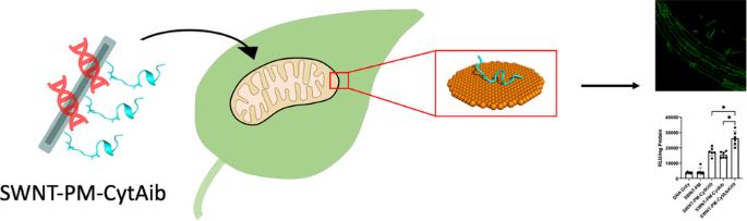 Carbon nanotubes functionalized with α-aminoisobutyric acid-containing peptide increase gene delivery efficiency in plant mitochondria