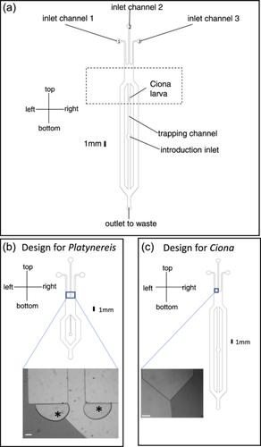 A microfluidic chip for immobilization and imaging of Ciona intestinalis larvae