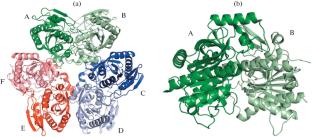 X-ray Structural Studies of Proteins at the Shubnikov Institute of Crystallography of the Russian Academy of Sciences