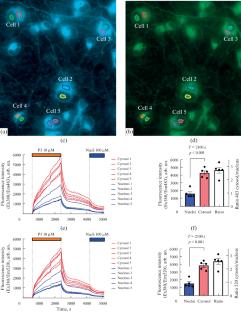 On the Feasibility of Using an Acedan-Based Fluorescent Probe to Monitor Hydrogen Sulfide in Primary Neuronal Cultures