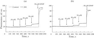 The Effect of 20-Hydroxyecdysone on the Functioning of Isolated Mouse Skeletal Muscle Mitochondria