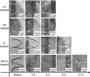 Degradation Behavior of Zn–Cu Stents with Different Coatings in Sodium Chloride Solution