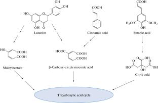 Bioremediation Potential of Endophytes: a Promising Tool