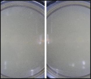 Development of the Microbial Online Monitoring Module (MOMM) for the Chinese Space Station