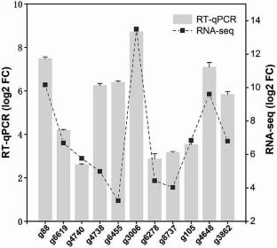 Transcriptome-wide analysis of a superior xylan degrading isolate Penicillium oxalicum 5–18 revealed active lignocellulosic degrading genes