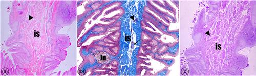 Morphometric, macroscopic and microscopic investigation of glandulae uropygiale in turkeys (Meleagris gallopavo)