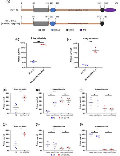 Age-dependent heat shock hormesis to HSF-1 deficiency suggests a compensatory mechanism mediated by the unfolded protein response and innate immunity in young Caenorhabditis elegans