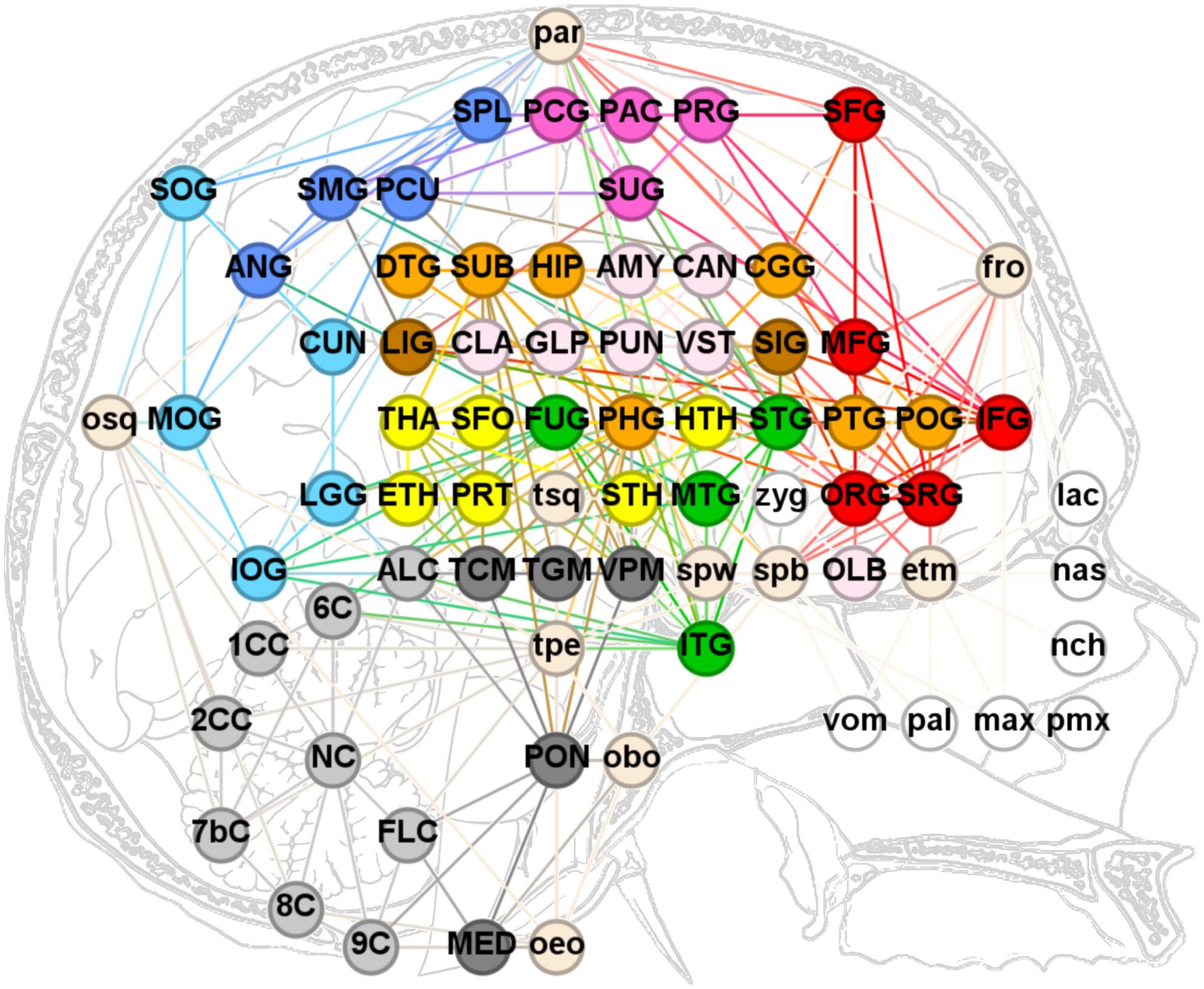 An inclusive anatomical network analysis of human craniocerebral topology