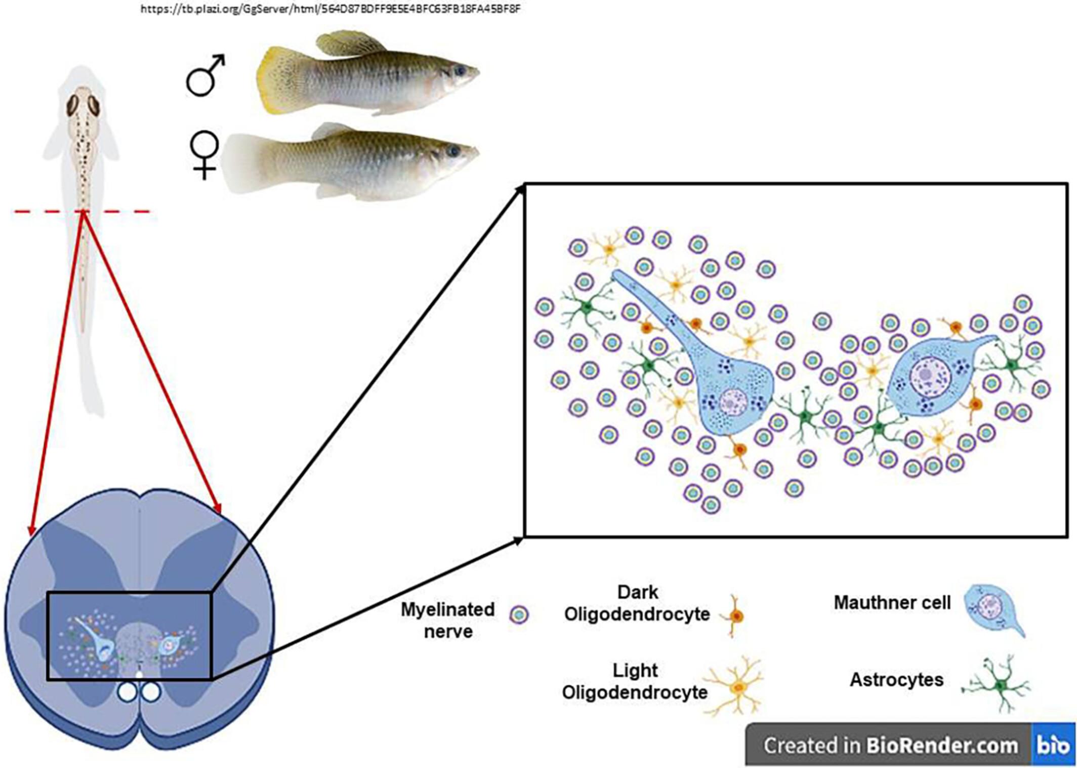 Structural characteristics and regenerative potential: Insights from the molly fish spinal cord