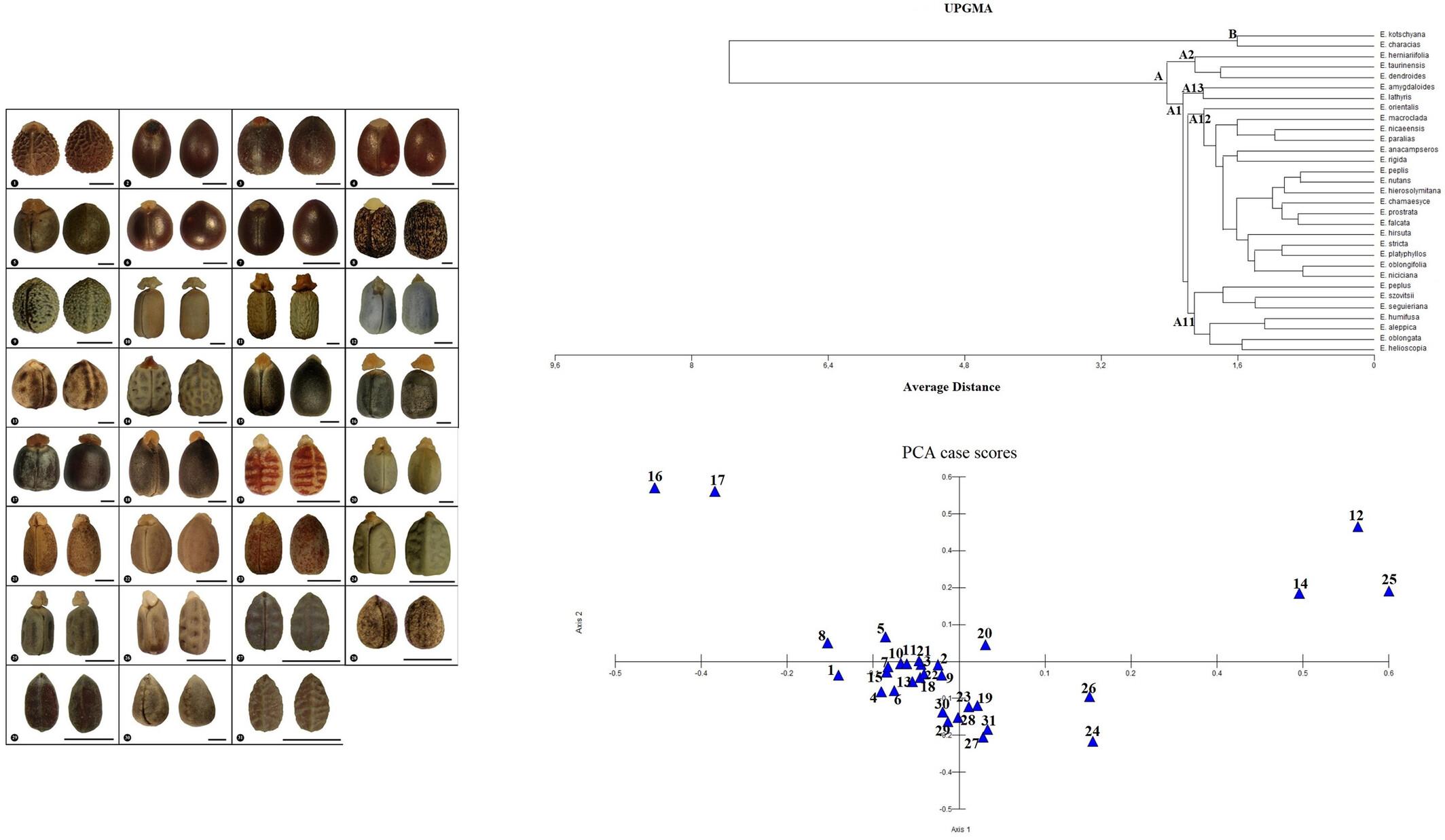 Seed morphology of 31 Euphorbia L. species (Euphorbiaceae) in Turkey and their taxonomic significance