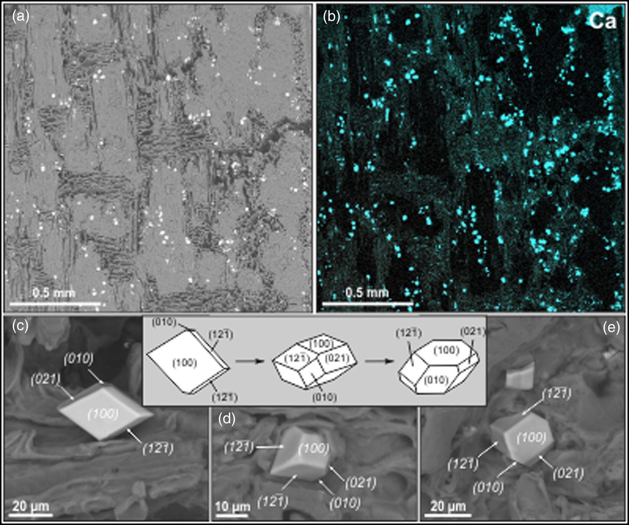 Morphology and composition of calcium oxalate monohydrate phytoliths in the bark of Betula ermanii (stone birch): Case study from Sakhalin Island