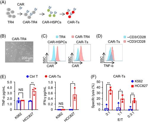 Optimizing in vitro T cell differentiation by using induced pluripotent stem cells with GFP-RUNX1 and mCherry-TCF7 labelling