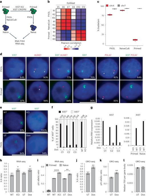 XIST dampens X chromosome activity in a SPEN-dependent manner during early human development