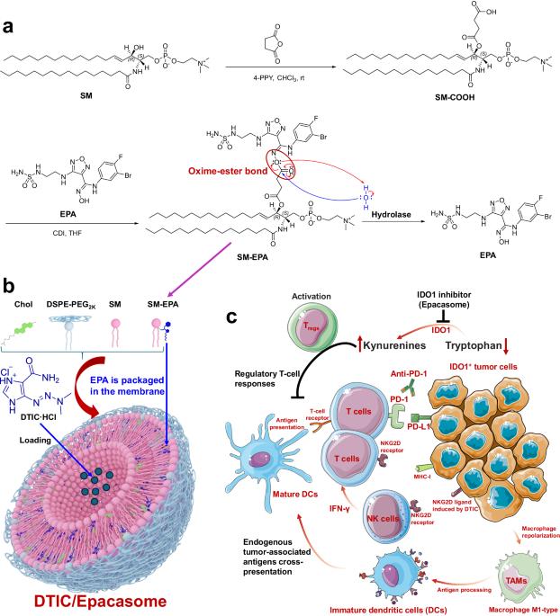 Sphingomyelin-derived epacadostat nanovesicle enhances IDO1 inhibition for improved melanoma combination immunotherapy