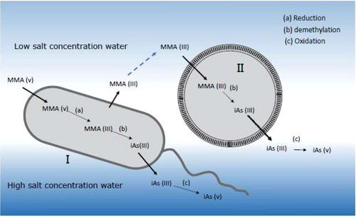 Environmental fate of monosodium methanearsonate (MSMA)—Part 1: Conceptual model