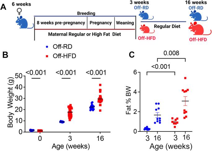 Metabolic abnormalities in the bone marrow cells of young offspring born to mothers with obesity