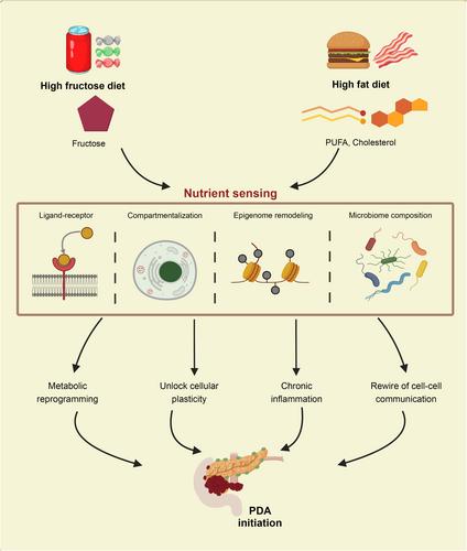 Diet predisposes to pancreatic cancer through cellular nutrient sensing pathways