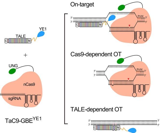 A modified glycosylase base editor without predictable DNA off-target effects