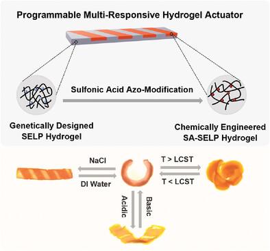 Bioinspired Genetic and Chemical Engineering of Protein Hydrogels for Programable Multi-Responsive Actuation