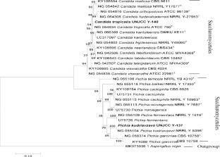 Pichia kudriavzevii UNJCC Y-137 and Candida tropicalis UNJCC Y-140 isolated from Durio kutejensis as potential probiotic agents