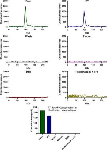 Detection of residual T7 RNA polymerase used in mRNA in vitro transcription by Simple Western