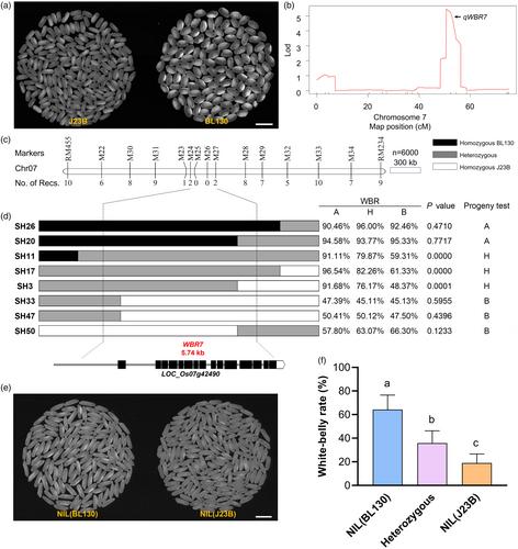 Natural variation of WBR7 confers rice high yield and quality by modulating sucrose supply in sink organs